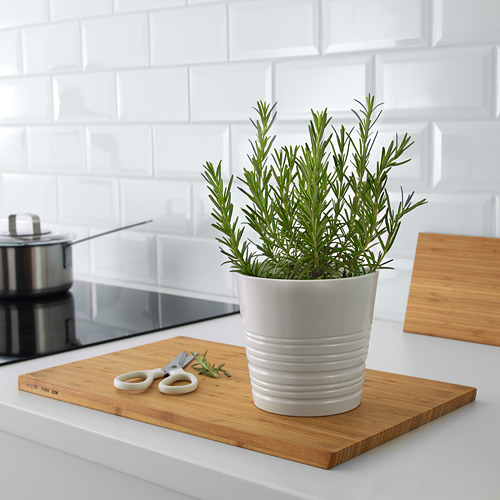 ROSMARINUS OFFICINALIS, potted plant