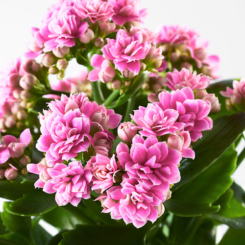 KALANCHOE, pottaplanta