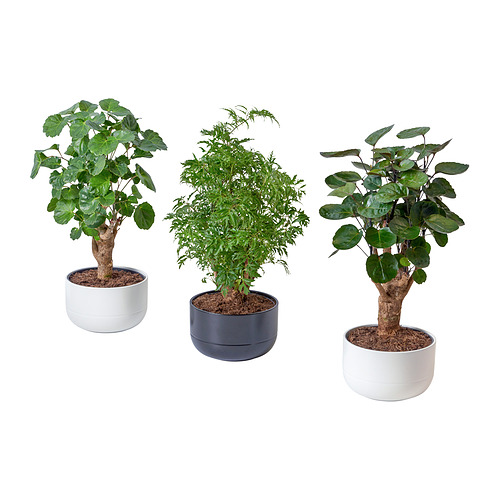 POLYSCIAS pottaplanta í potti
