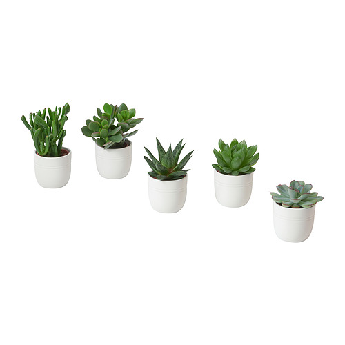 SUCCULENT potted plant with pot