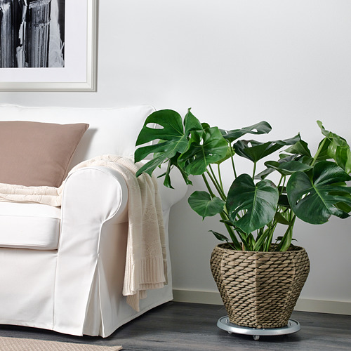 DRUVFLÄDER, plant pot