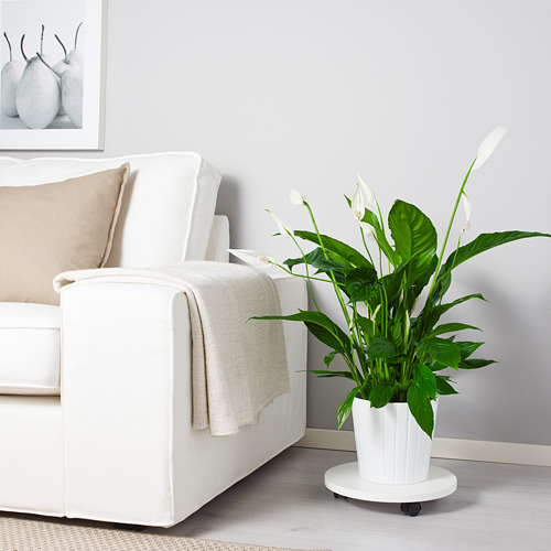 SPATHIPHYLLUM, potted plant