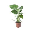 MONSTERA DELICIOSA pottaplanta