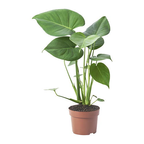 MONSTERA DELICIOSA potted plant