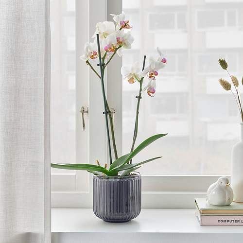 PHALAENOPSIS, potted plant