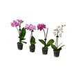 PHALAENOPSIS potted plant