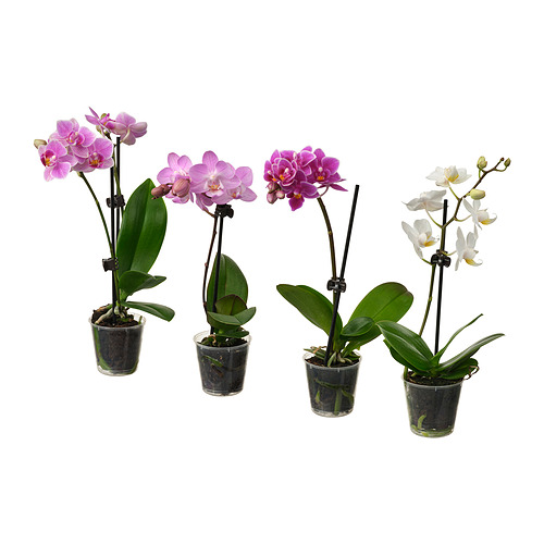 PHALAENOPSIS, pottaplanta