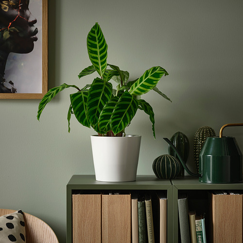 BLADVERK pottaplanta