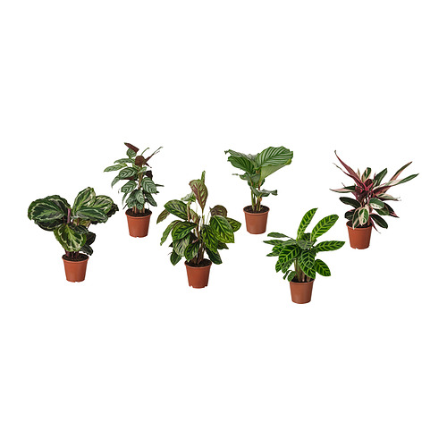 BLADVERK, pottaplanta