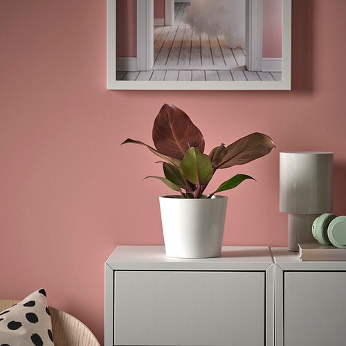 PHILODENDRON, pottaplanta