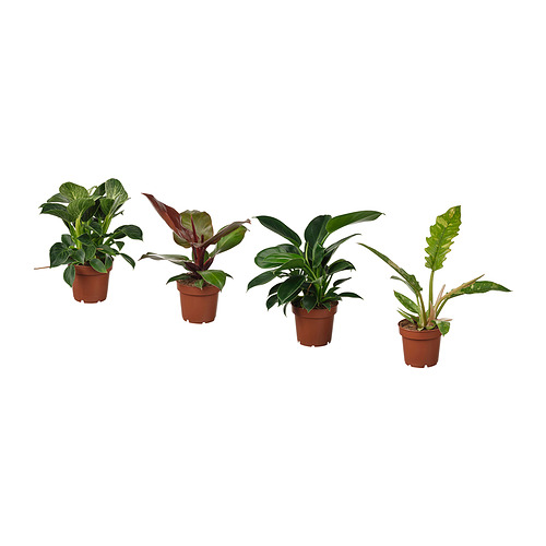 PHILODENDRON pottaplanta