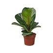 FICUS LYRATA BAMBINO pottaplanta