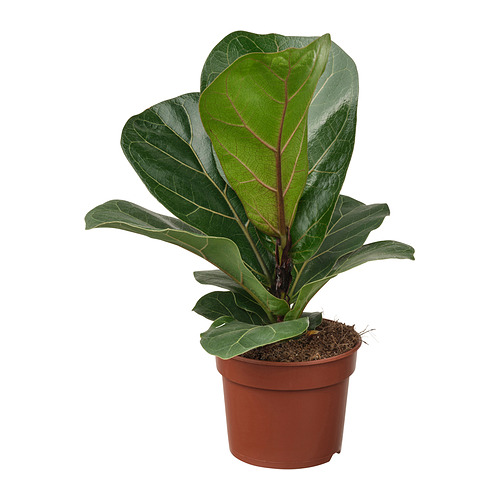 FICUS LYRATA BAMBINO, pottaplanta