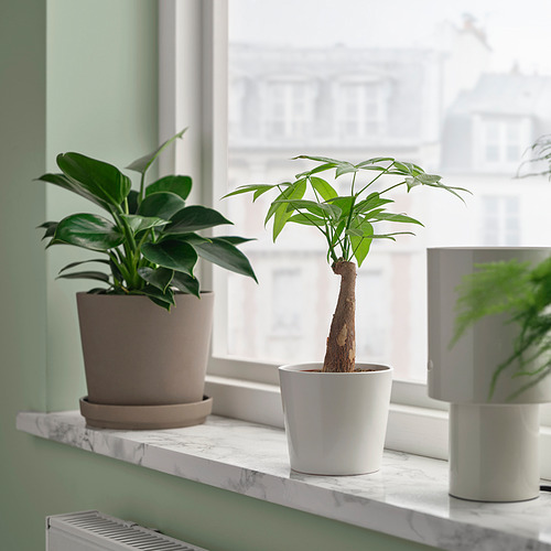 PACHIRA AQUATICA, potted plant