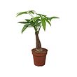 PACHIRA AQUATICA potted plant