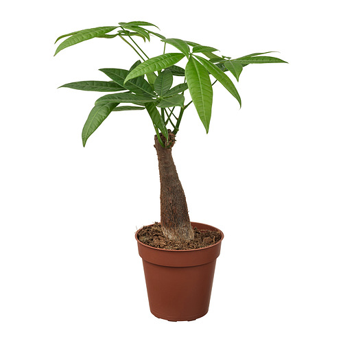 PACHIRA AQUATICA, potted plant