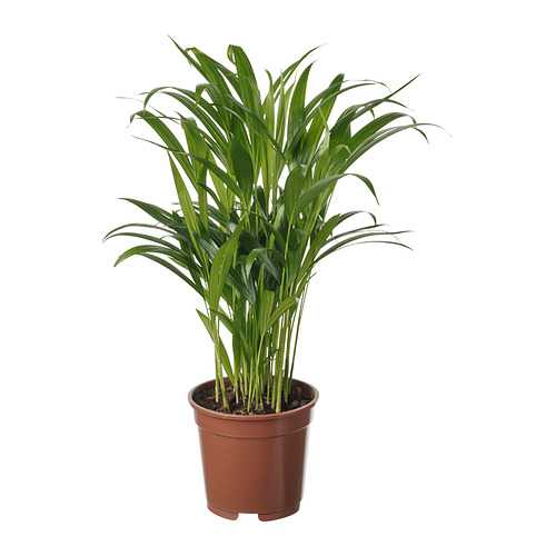 DYPSIS LUTESCENS, pottaplanta