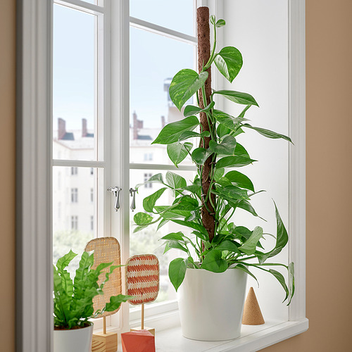 EPIPREMNUM, potted plant