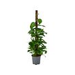 EPIPREMNUM