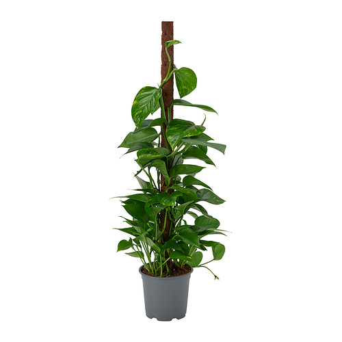 EPIPREMNUM, potted plant