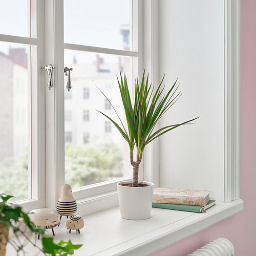 DRACAENA MARGINATA, potted plant