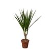 DRACAENA MARGINATA