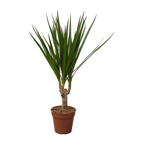 DRACAENA MARGINATA, potted plant