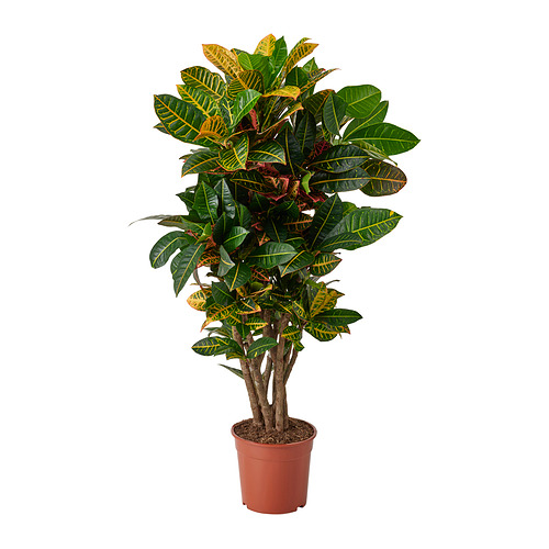 CODIAEUM, pottaplanta