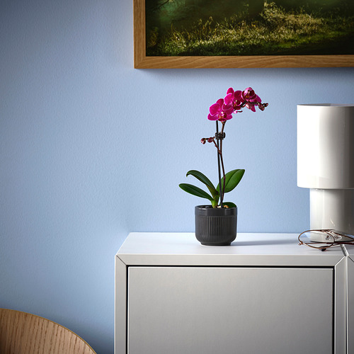 PHALAENOPSIS, pottaplanta