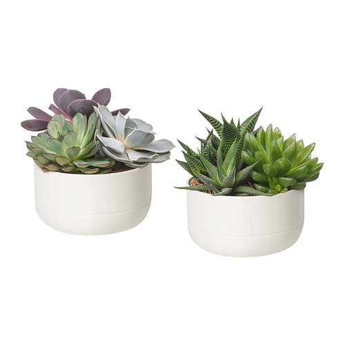 SUCCULENT, potted plant with pot