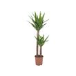 YUCCA ELEPHANTIPES