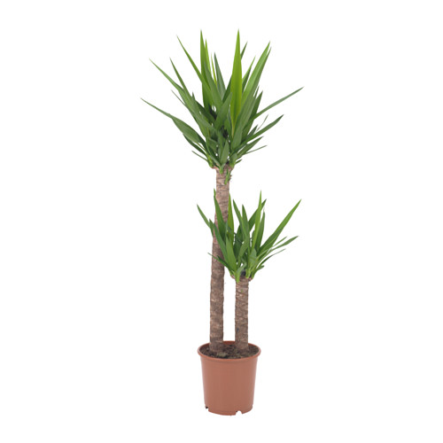 YUCCA ELEPHANTIPES pottaplanta
