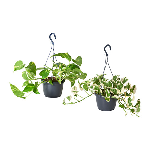 EPIPREMNUM hengiplanta