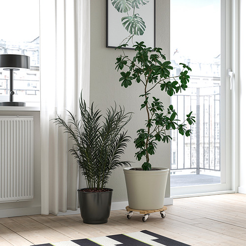 DAKSJUS, plant mover