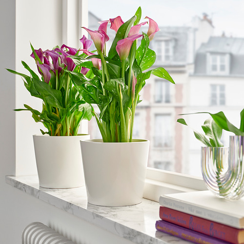 ZANTEDESCHIA, potted plant