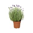 LAVANDULA potted plant