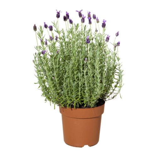 LAVANDULA, potted plant
