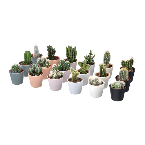 CACTACEAE, potted plant with pot