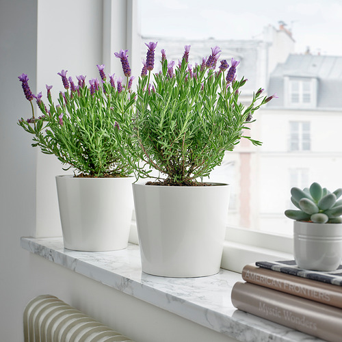LAVANDULA, potted plant