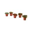 HYPOESTES potted plant