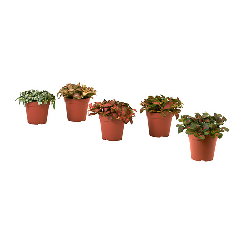 HYPOESTES, potted plant