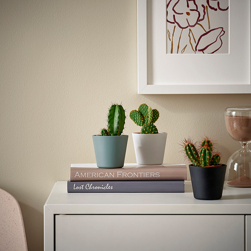 CACTACEAE, potted plant with pot