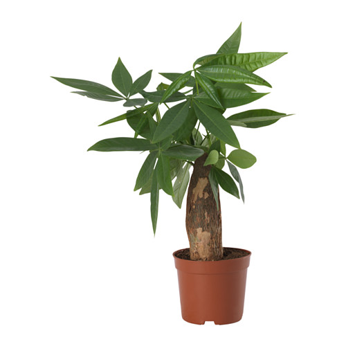 PACHIRA AQUATICA pottaplanta