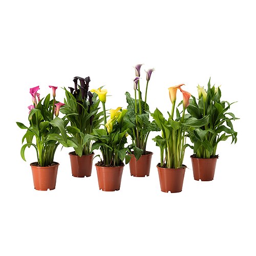 ZANTEDESCHIA, potted plant