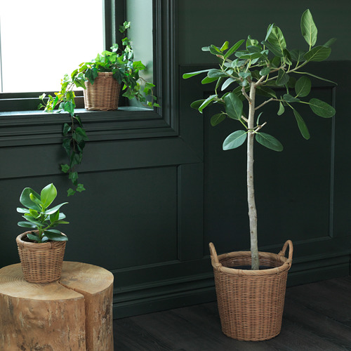 KAKTUSFIKON, plant pot