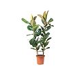 FICUS ELASTICA ROBUSTA
