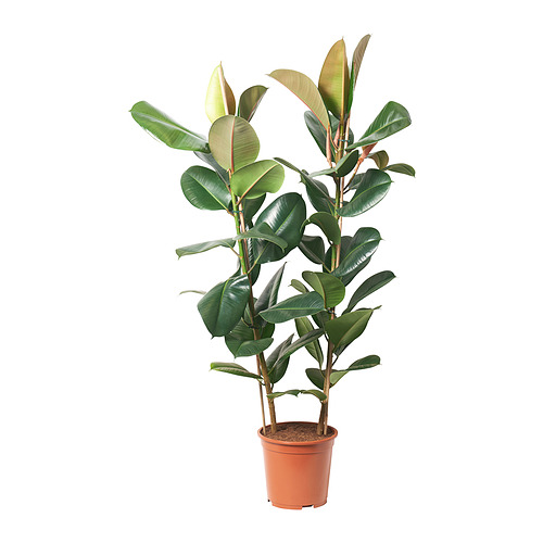 FICUS ELASTICA ROBUSTA, potted plant