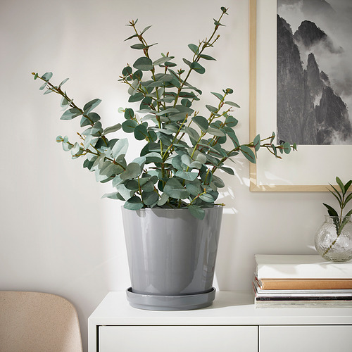 CITRUSFRUKT, plant pot with saucer