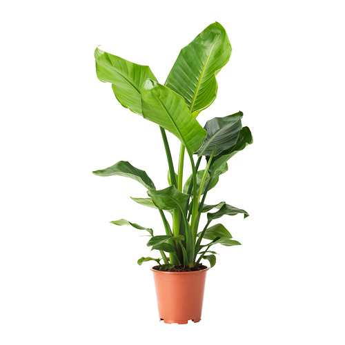 STRELITZIA pottaplanta