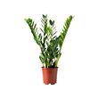 ZAMIOCULCAS potted plant